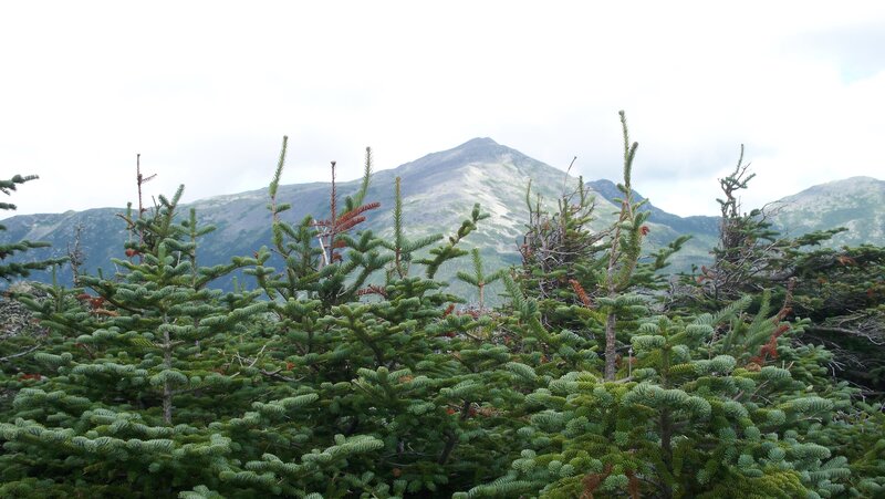 Evergreen Trees in Mountains