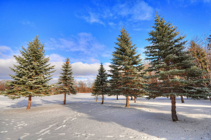 Evergreen Trees in Snow — Blue