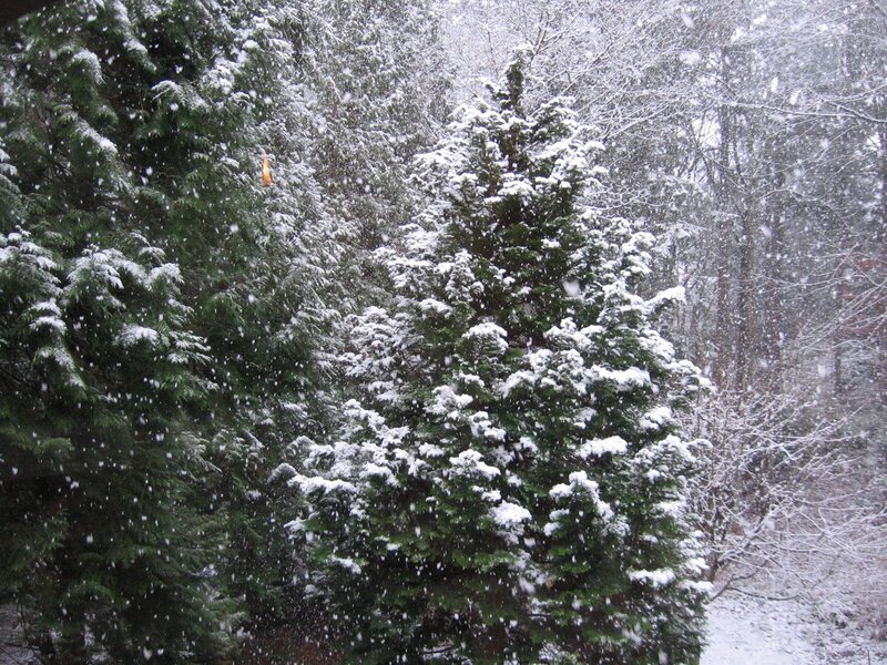 Evergreen Trees in Snow — Green, Calm