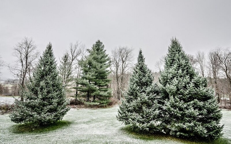 Evergreen Trees in Snow — Green, Calm, Winter