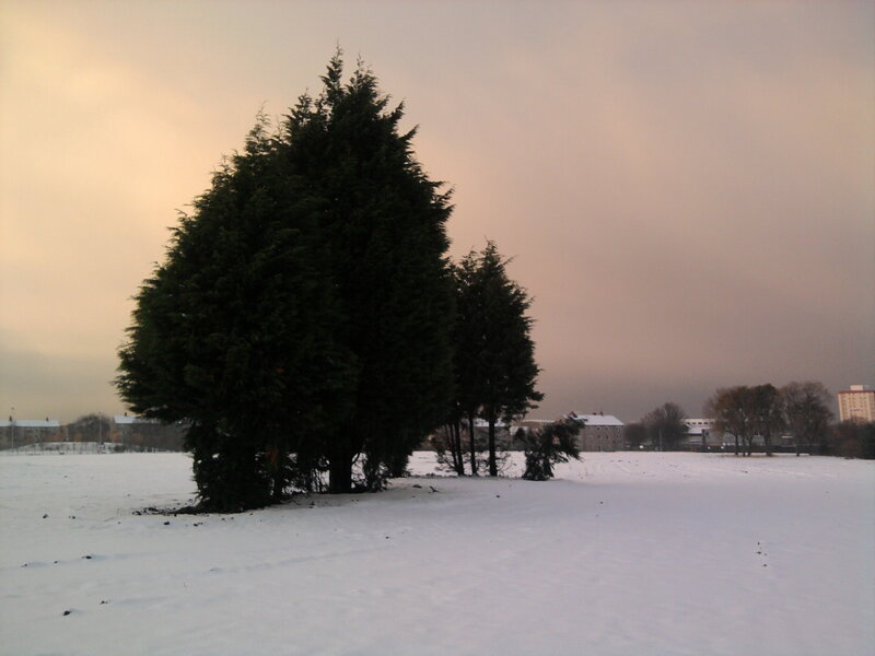Evergreen Trees in Snow — White, Calm