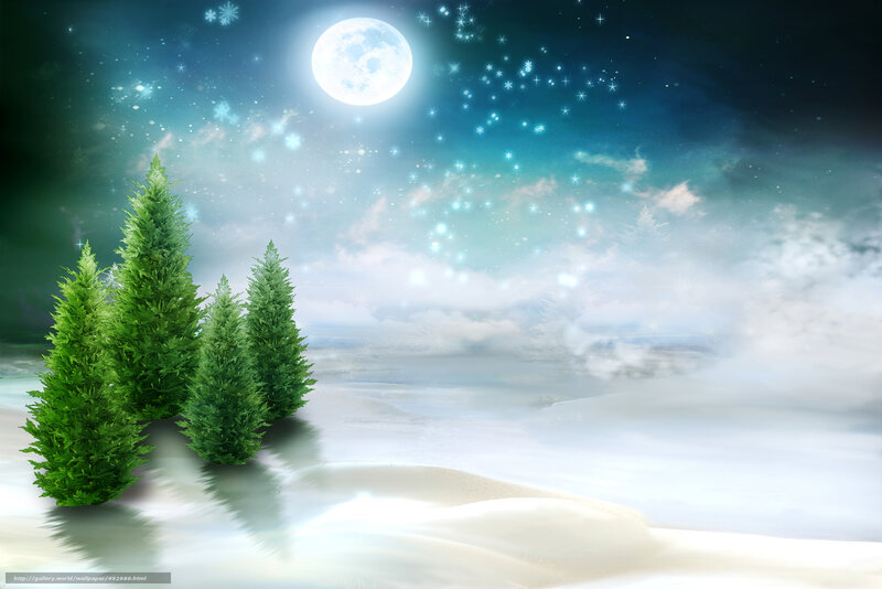 Evergreen Trees in Snow — White, Serene, Night
