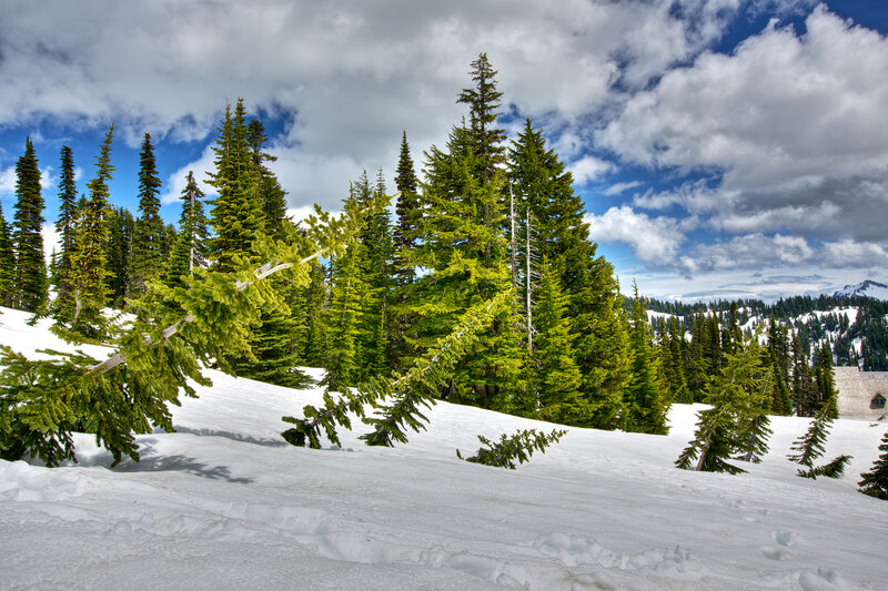 Evergreen Trees in Snow — White, Serene