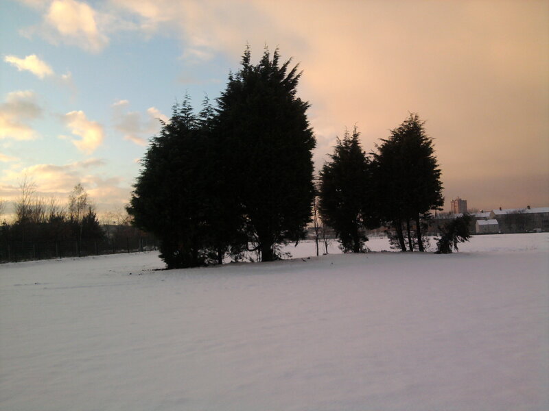 Evergreen Trees in Snow — White
