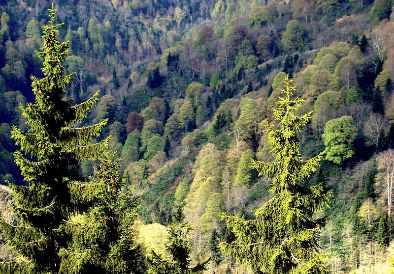 Evergreen Trees on Hillside — Green