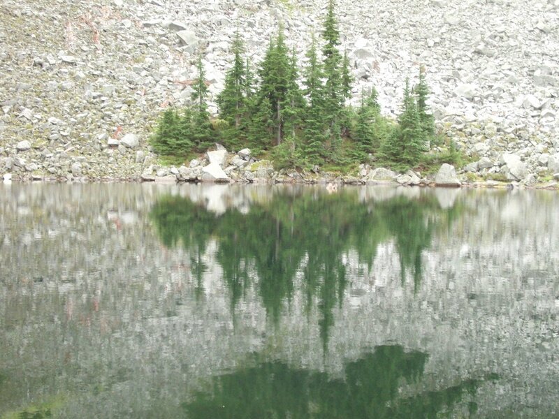 Evergreen Trees on Lake Shore