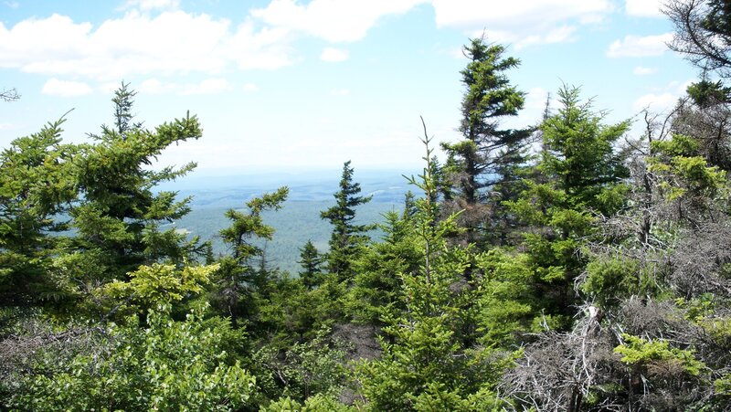 Evergreen Trees on Mountain