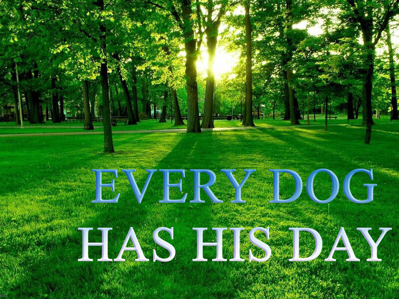 Every dog has his day