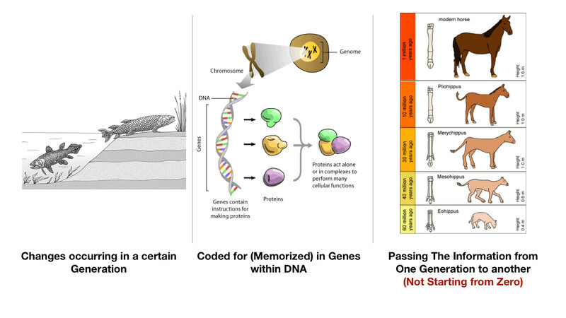 Evolution and Genetics Overview