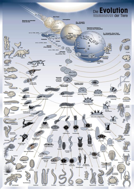 Evolution of Animals Chart