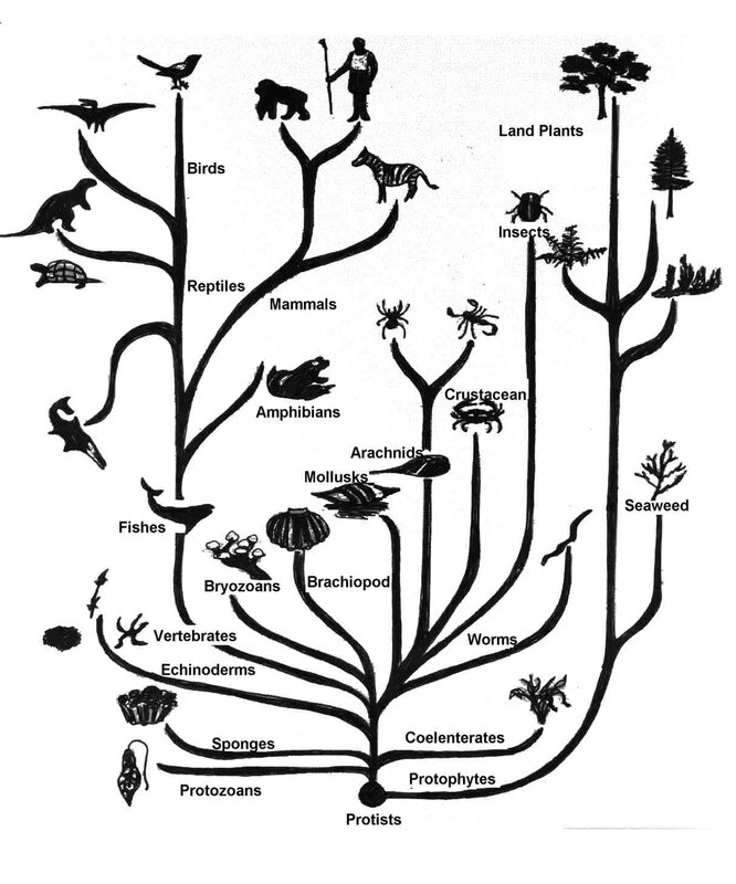 evolution of life chart