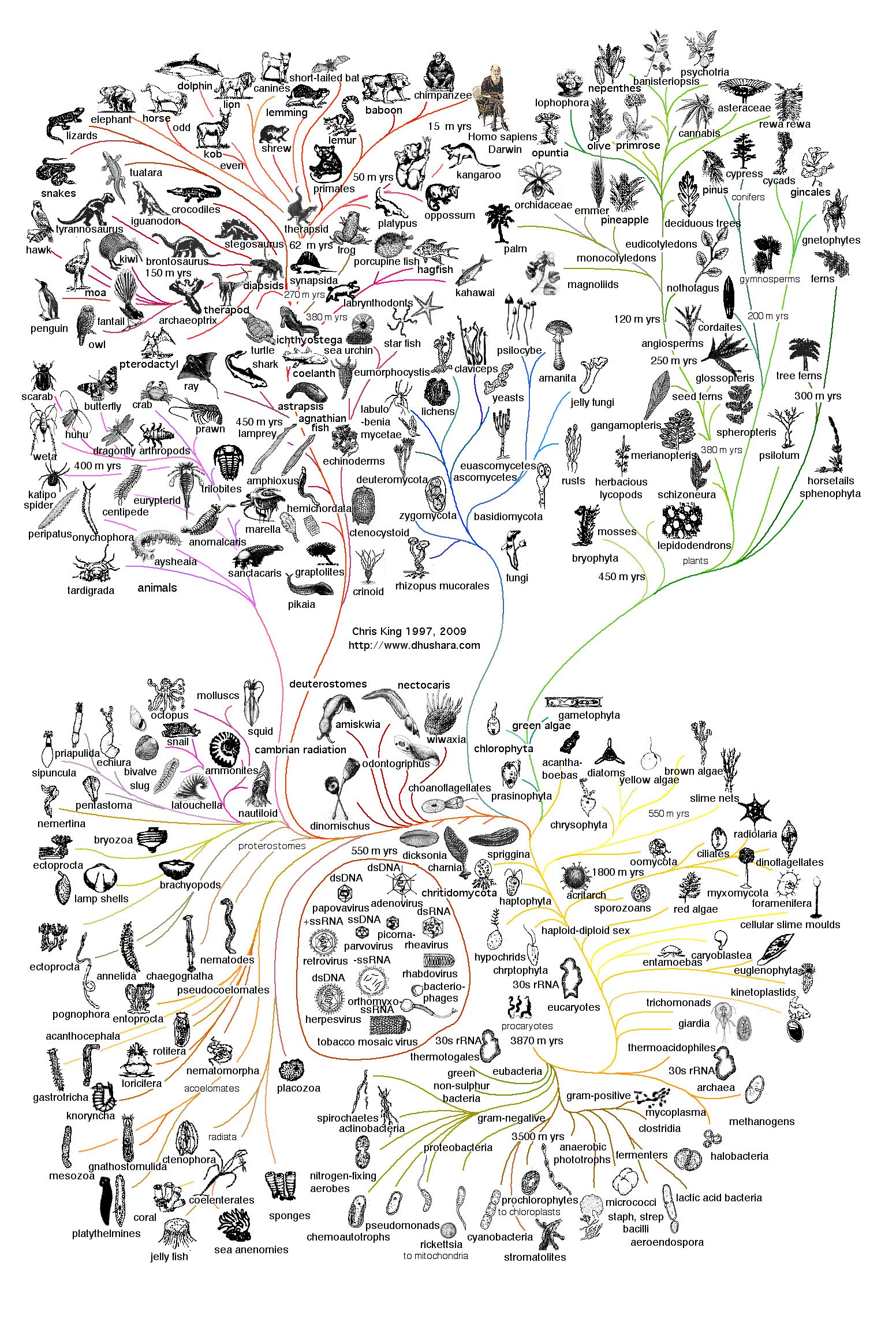 Evolution of Life Tree