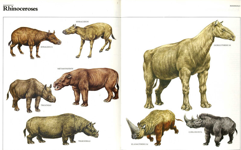 Evolution of Rhinoceroses