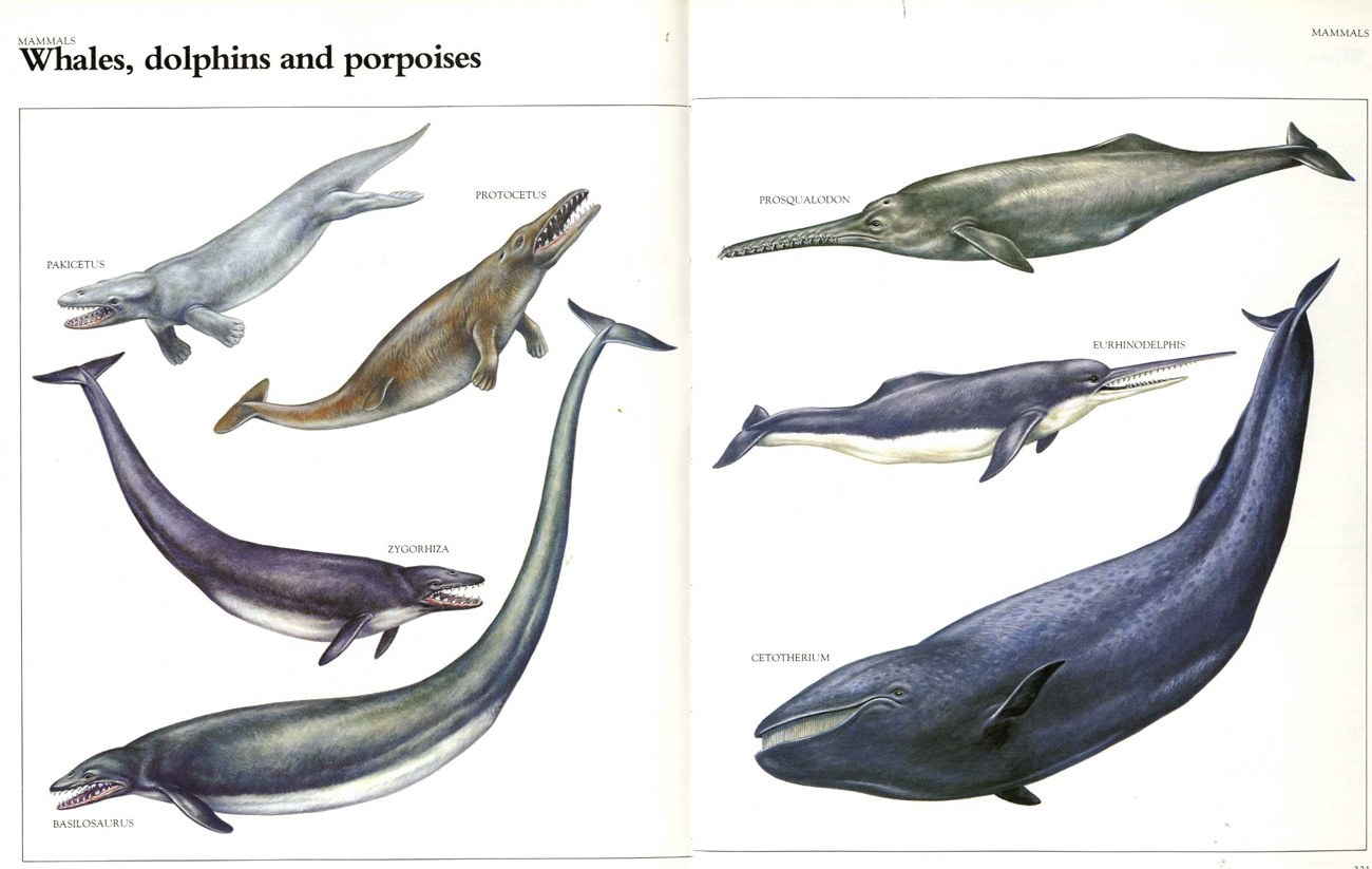 Evolution of whales and dolphins