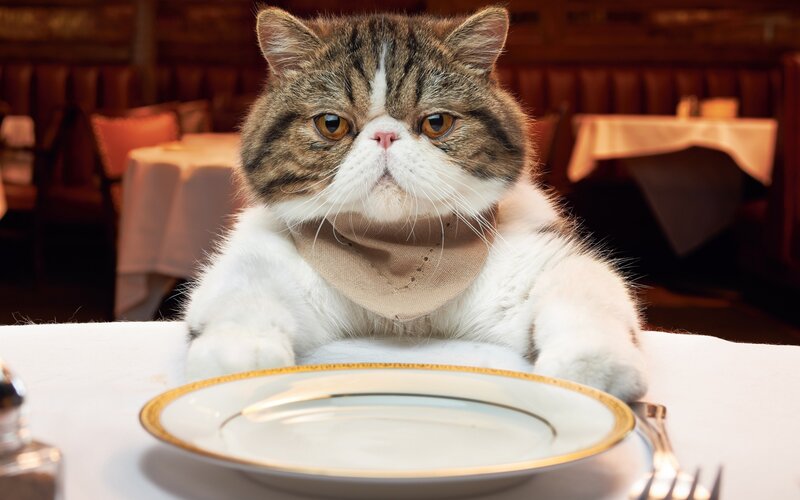 Exotic Cat at Table