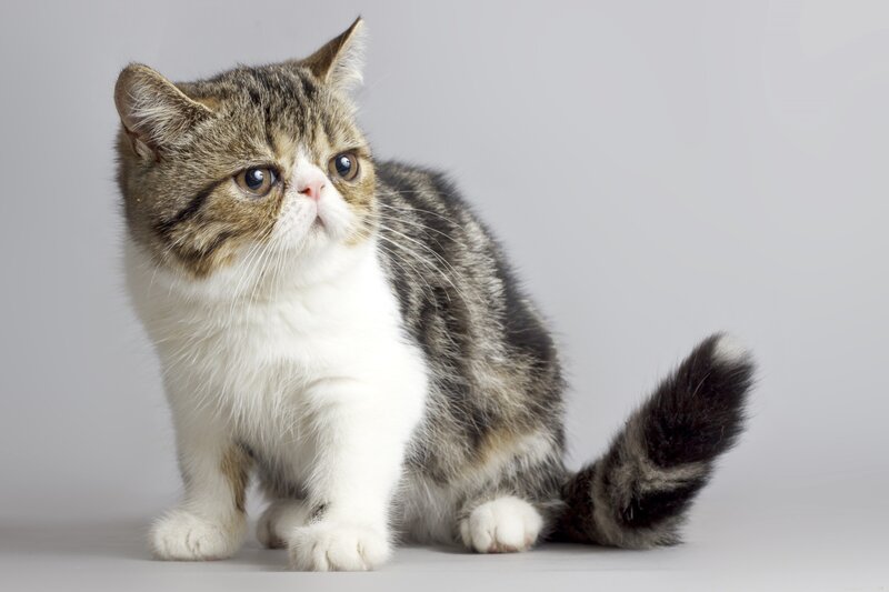 Exotic Shorthair Cat — Gray, Calm, Photograph