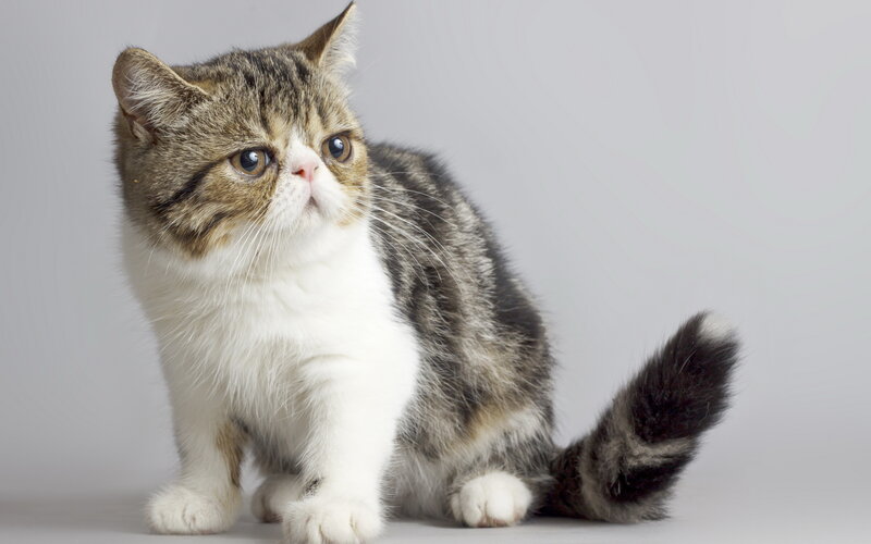 Exotic Shorthair Cat — Gray, Calm