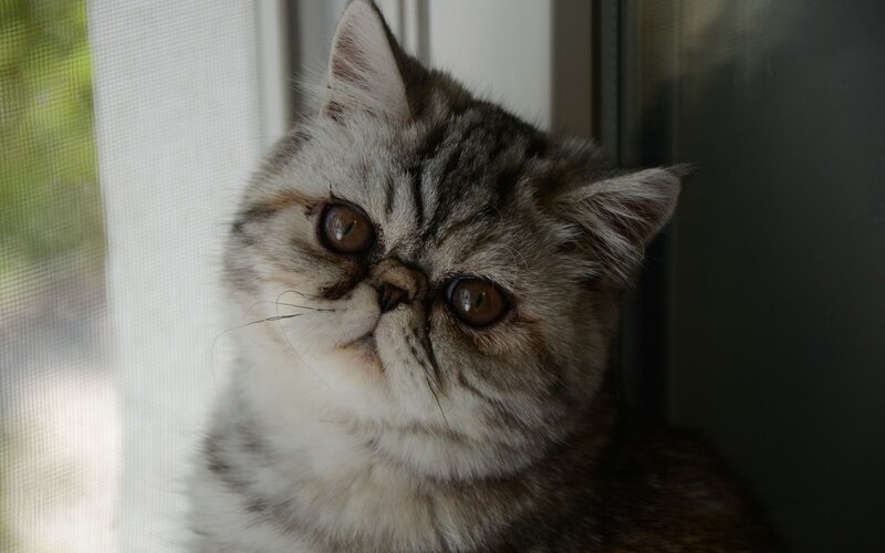 Exotic Shorthair Cat — Gray