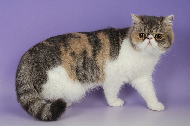 Exotic Shorthair Cat — Purple