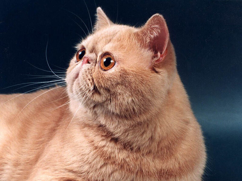 Exotic Shorthair Cat