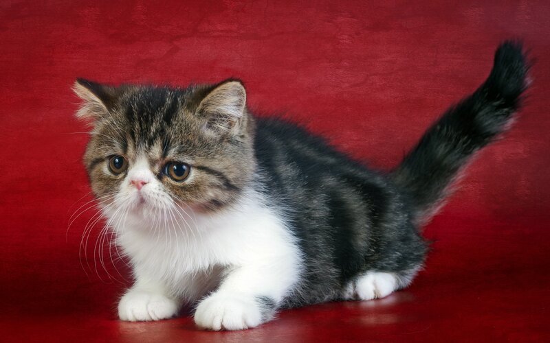 Exotic Shorthair Kitten — Red