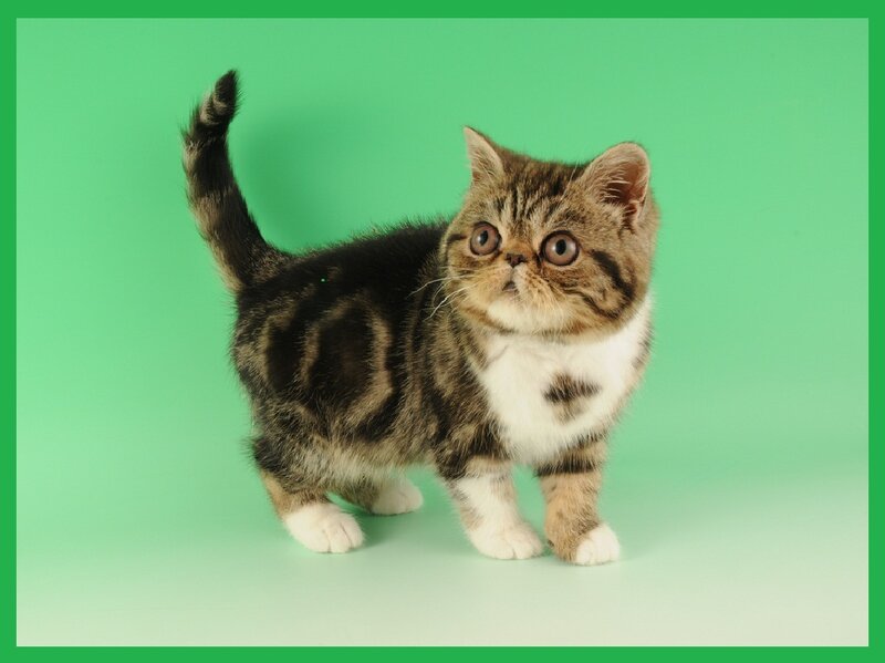 Exotic Shorthair Kitten
