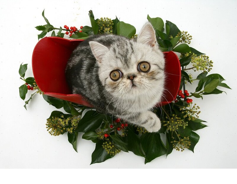 Exotic Shorthair Kitten — White