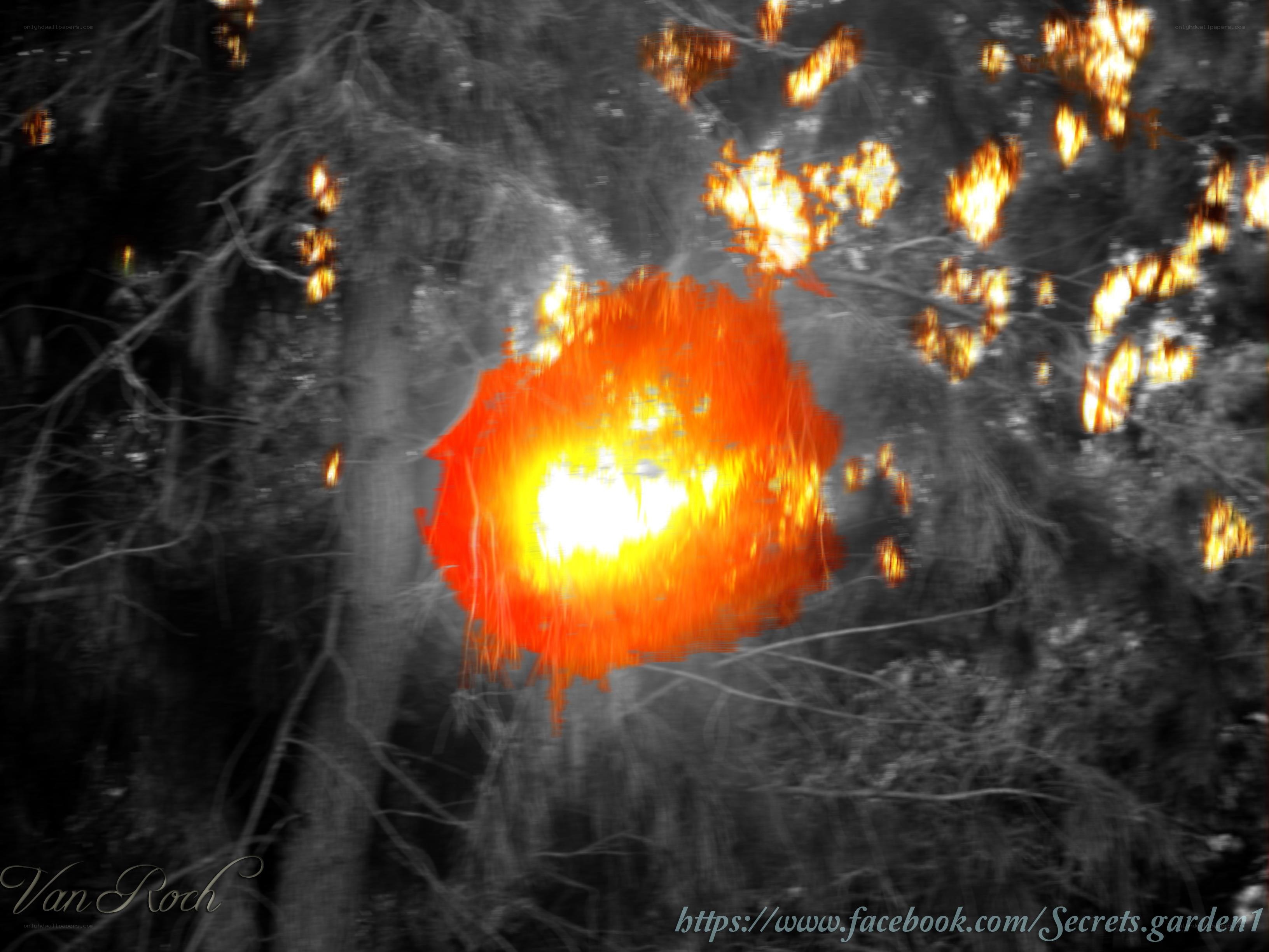 Explosion in the forest