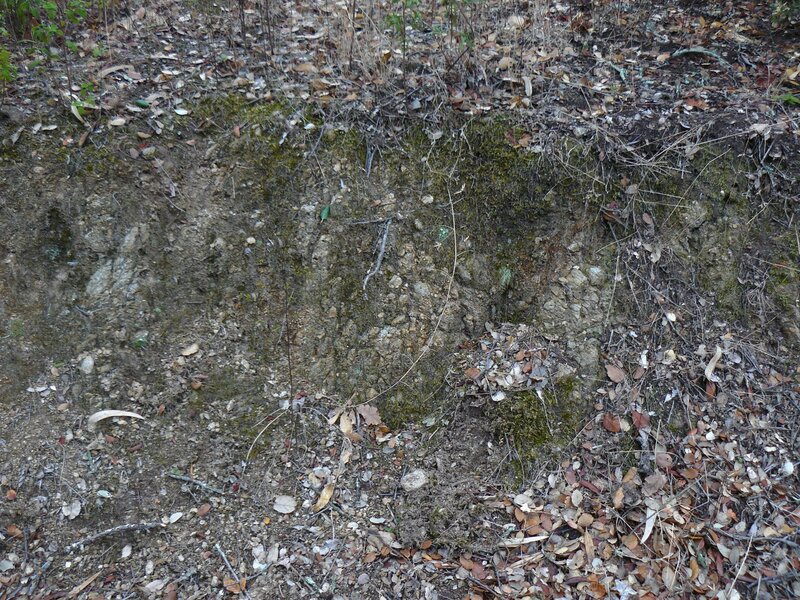 Exposed soil and leaf litter