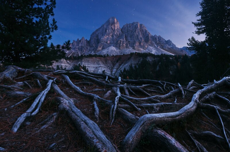 Exposed Tree Roots at Night