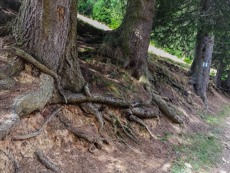 Exposed Tree Roots — Brown, Natural, Afternoon, Photograph