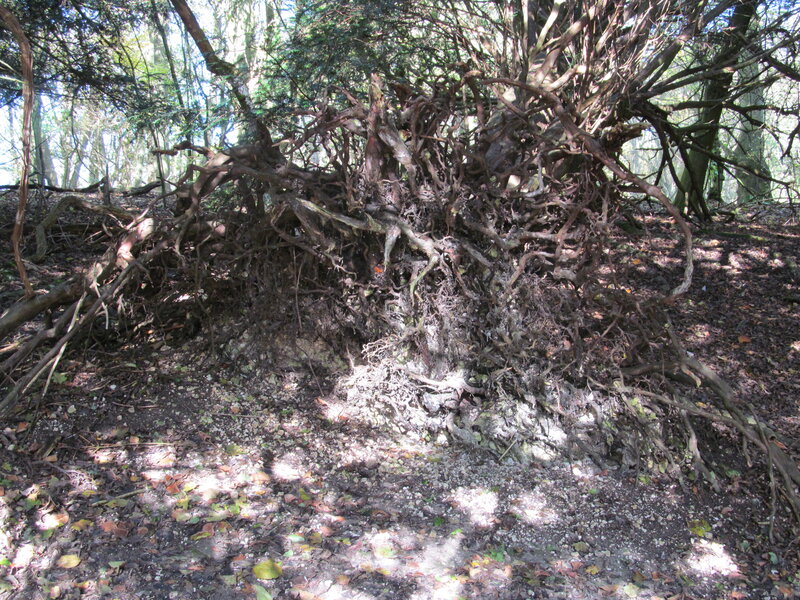 Exposed Tree Roots — Brown, Natural, Afternoon