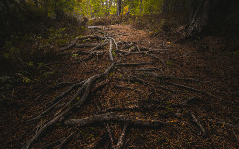 Exposed Tree Roots — Brown, Natural, Autumn, Photograph