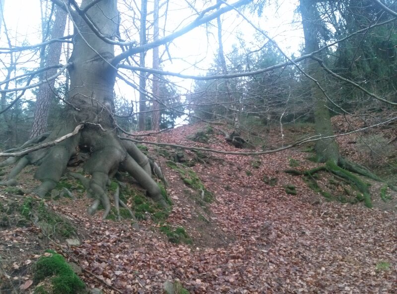 Exposed Tree Roots — Brown, Natural, Autumn