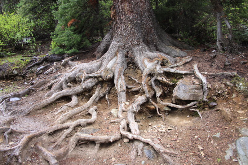 Exposed Tree Roots — Brown, Natural, Photograph