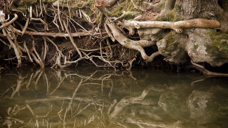 Exposed Tree Roots — Brown, Natural, Photograph, Water