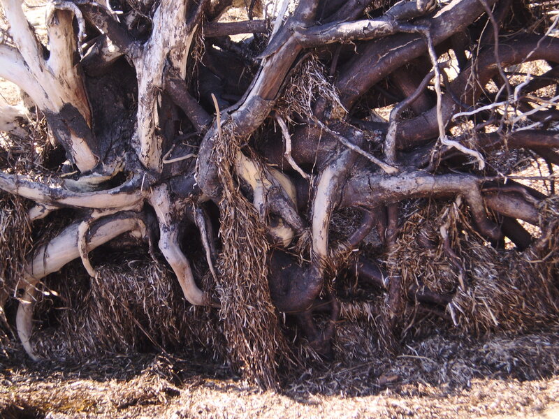 Exposed Tree Roots — Brown, Natural