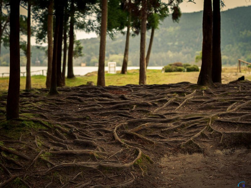 Exposed Tree Roots — Brown, Serene, Afternoon