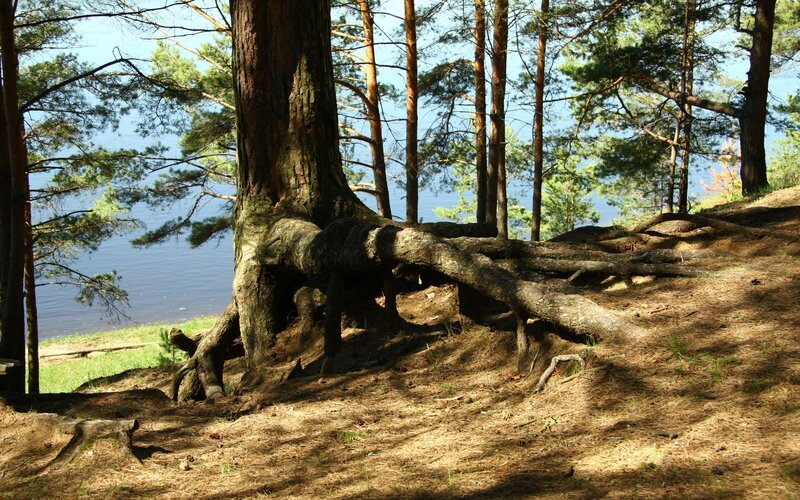 Exposed Tree Roots — Brown, Serene