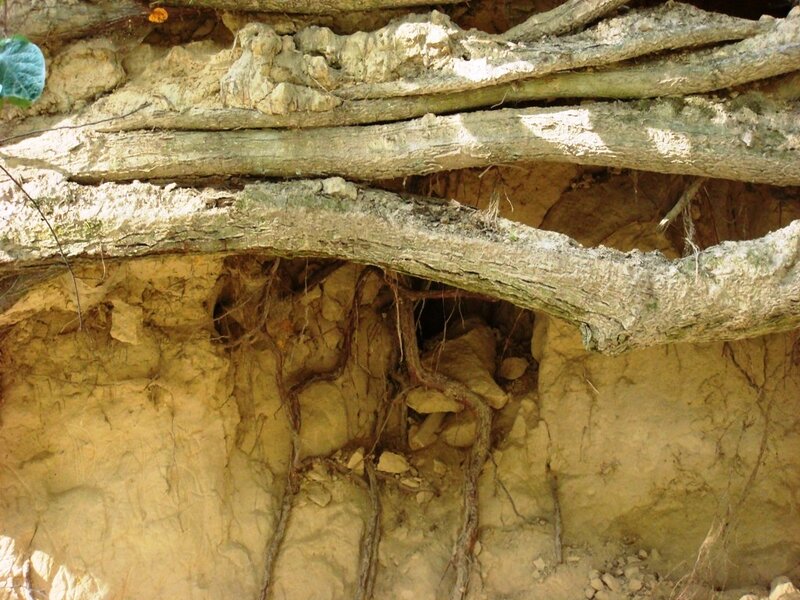 Exposed Tree Roots — Brown