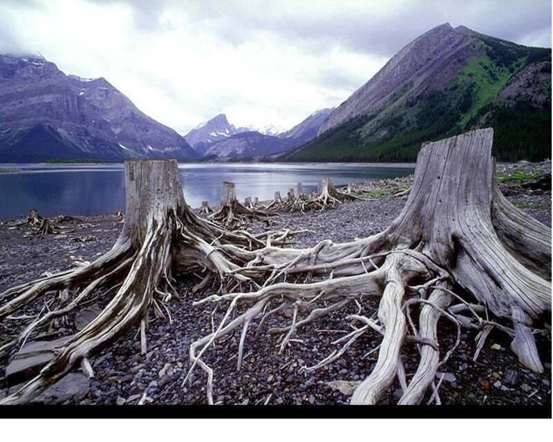 Exposed Tree Roots — Gray