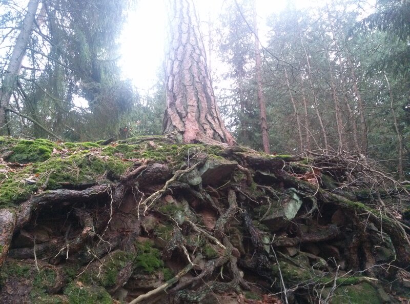 Exposed Tree Roots — Green, Natural, Photograph