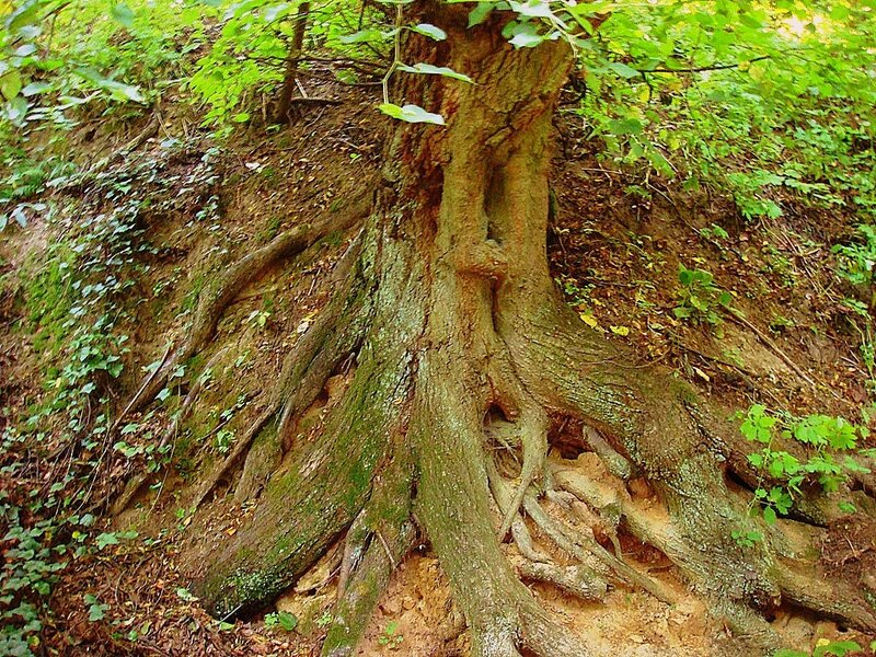 Exposed Tree Roots — Green, Natural