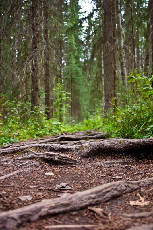 Exposed Tree Roots — Green, Serene, Afternoon