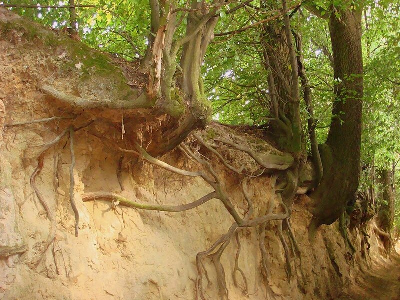 Exposed Tree Roots — Green