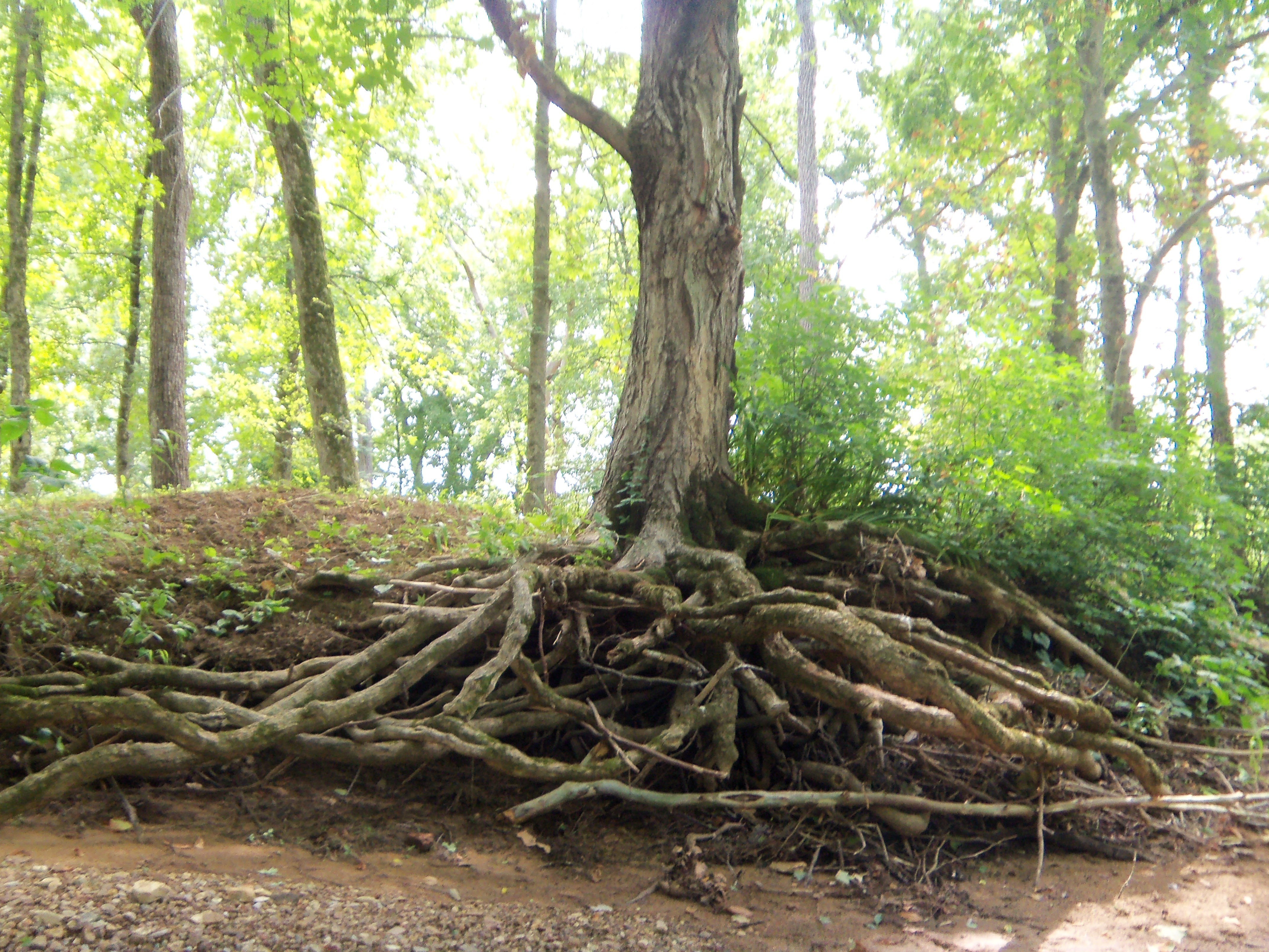 exposed tree roots in forest