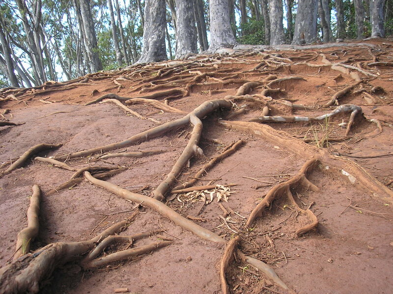 Exposed tree roots on a hillside