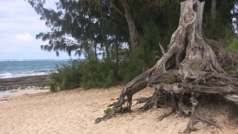 Exposed Tree Roots on Beach