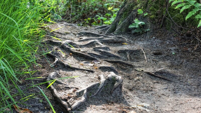 Exposed Tree Roots on Path