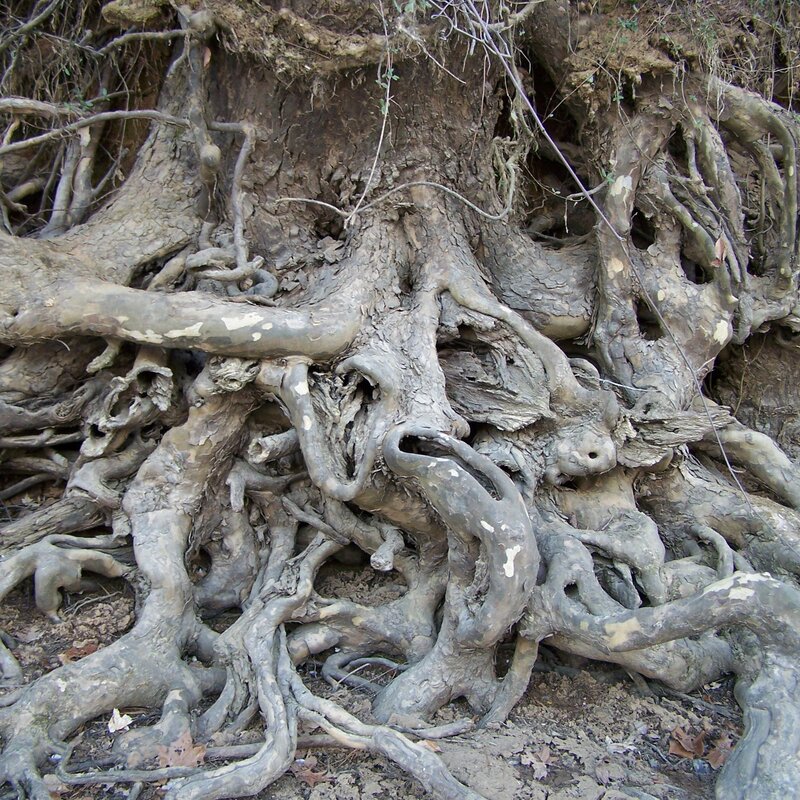 exposed tree roots